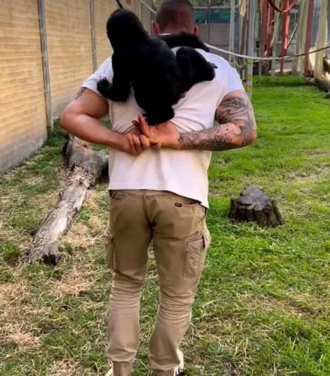 No entanto, o que parecia apenas circunstancial começou a se tornar mais sério à medida que o gorila passou a acompanhar o tratador enquanto ele se movimentava pelo zoológico. 