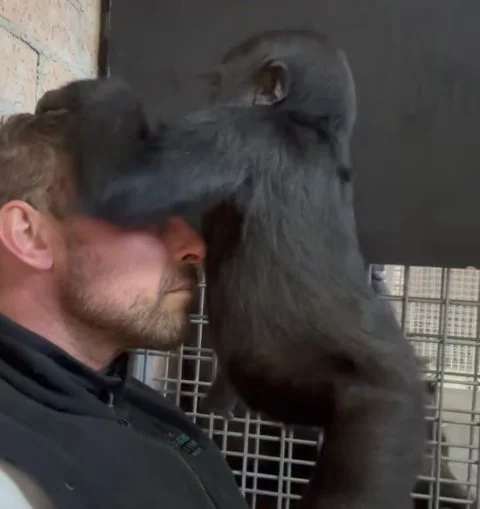 O tratador também contou que Kaius ainda o reconhece: “quando estou perto, ele realmente empurra seu rosto no meu e respira fundo, segura com força, tenta beijar, todo esse tipo de coisa linda.”