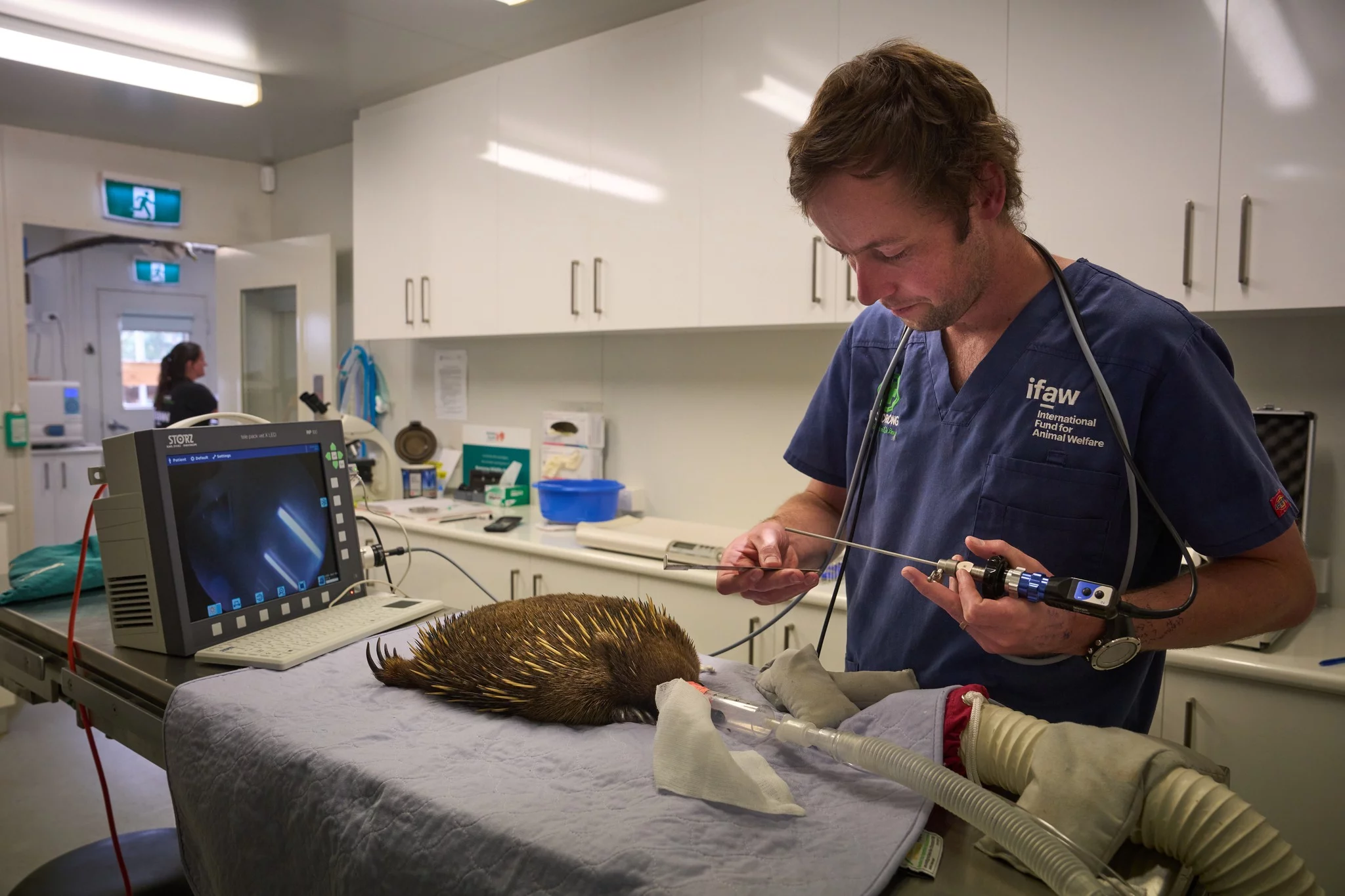 Bonorong é um santuário para a vida selvagem administrado por uma equipe que cuida, inclusive, de animais em risco de extinção no país.  Além do foco na preservação de animais, o Santuário oferece treinamento gratuito para os membros da comunidade interessados ​​nos conceitos básicos de resgate e transporte de vida selvagem.  