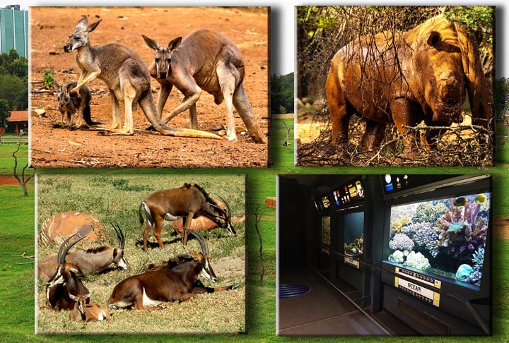 Você pode ver leopardos, rinocerontes, leões, elefantes, girafas e outros bichos em seus espaços “naturais”. Além disso, o zoológico também abriga muitos animais de outras partes do mundo, incluindo pandas e saguis.