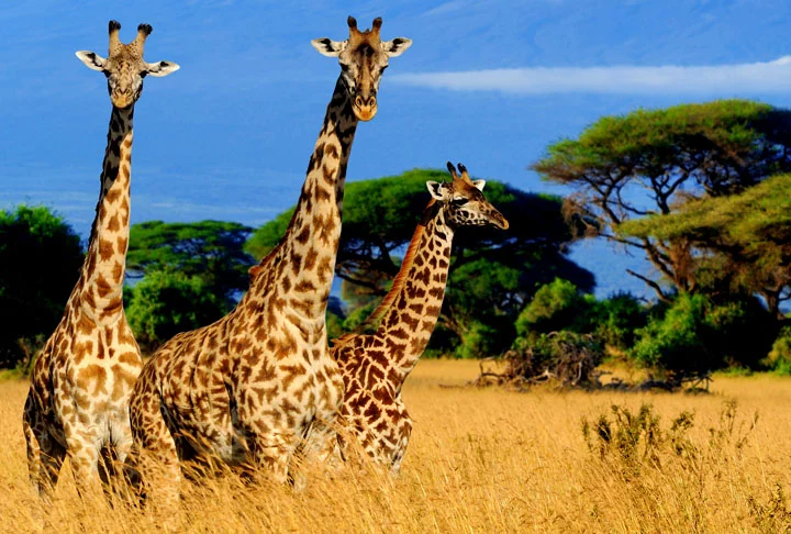 Nos períodos de verão, o zoológico funciona a noite toda e o visitante pode até acampar por lá. Fundado em 1916, o zoológico atualmente abriga mais de 4 mil animais de mais de 800 espécies diferentes.