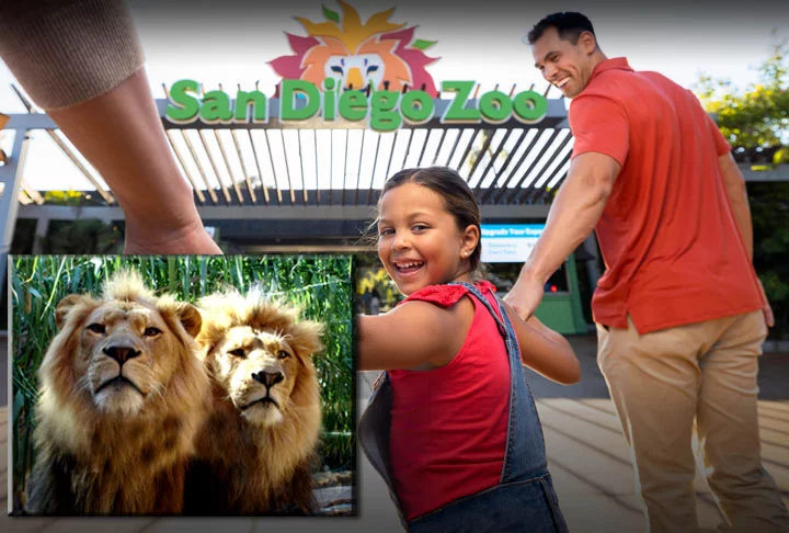 San Diego Zoo, EUA: Um dos zoológicos mais famosos do mundo é o de San Diego. Lá, os visitantes podem explorar ambientes climáticos diferentes e observar de perto animais como pandas, koalas, dragões de Komodo, gorilas, tigres e muitos outros.