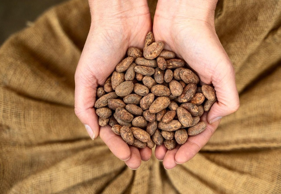 Vigdis também costuma mostrar as sementes de cacau e  com frequência exclama como é incrível que a fruta se transforme num doce tão delicioso como o chocolate   
