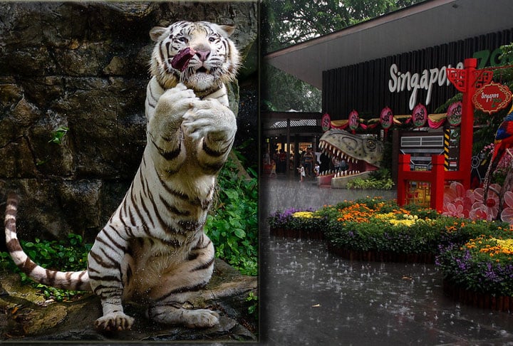 Singapore Zoo, Cingapura: O zoológico que se diz o melhor zoo tropical do mundo é realmente sensacional. Ele é dividido em 11 áreas ecológicas, cada uma imitando os lugares e os animais de diferentes partes do mundo. 