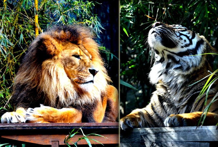 Além disso, o lugar abriga 19 chimpanzés e conta com um passeio de teleférico espetacular!