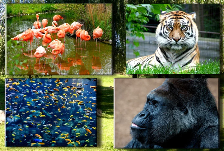 Os visitantes podem explorar mais de 10 km de trilhas. Algumas das coisas mais legais para ver são a “Experiência com Pandas” e a maior exposição coberta de gorilas.