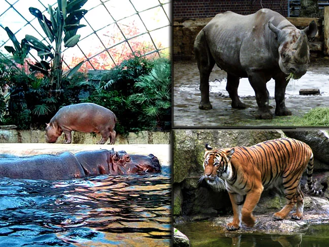 A “casa dos carnívoros” é uma das atrações mais procuradas pelos turistas, onde dá para ver predadores de todos os tamanhos. O zoológico de Berlim costuma receber mais de 3 milhões de pessoas todos os anos.