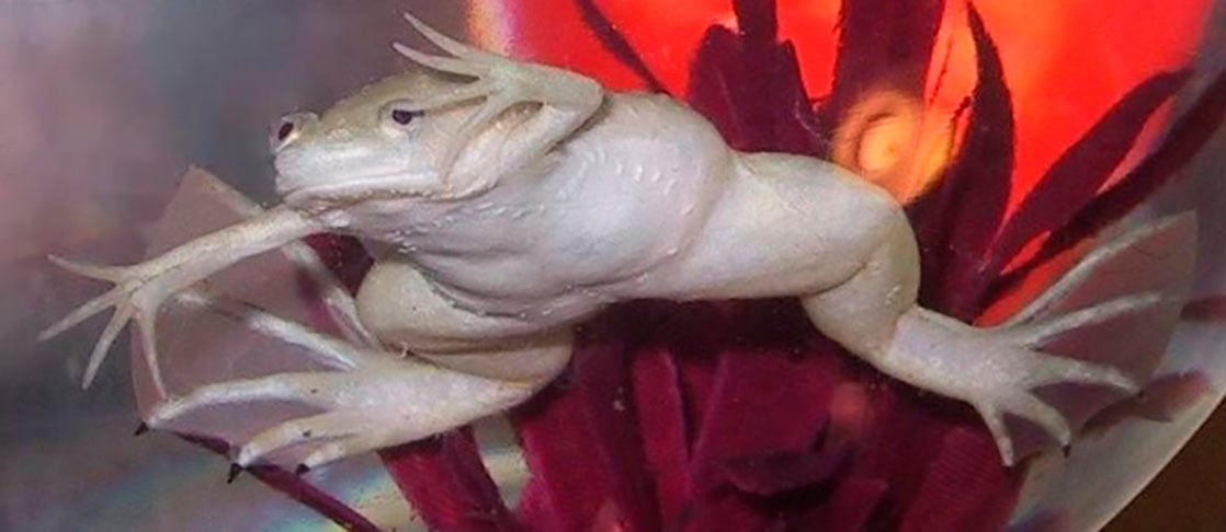 O nome xenobot é justamente por causa da espécie de rã escolhida para a experiência: a Xenopus laevis. 