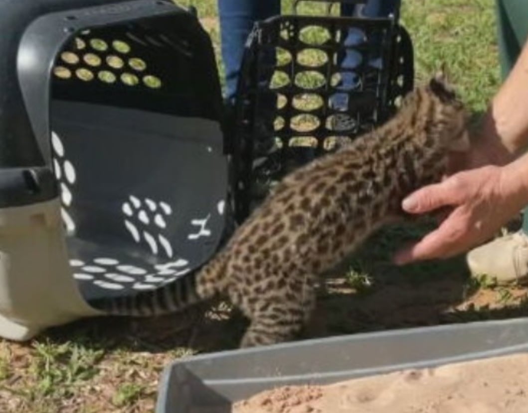 O Cempas esclarece que não recolhe os animais. É preciso que a pessoa ligue para autoridades. Veja a lista de telefones úteis para os casos de emergência. 