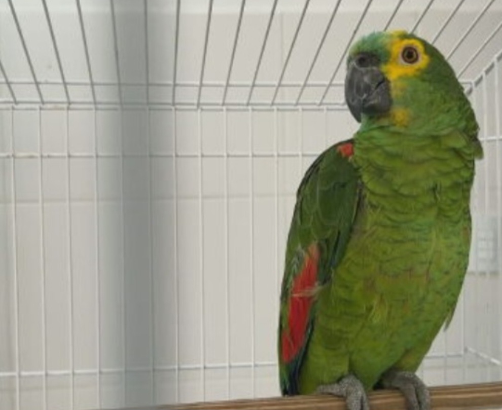 O objetivo é reabilitá-los para que possam voltar à natureza depois do tratamento. Isso só não é feito se o animal não tiver condições de ser reintegrado ao habitat. 