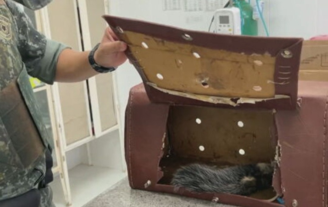 Recentemente, um gambá foi atropelado na Rodovia Castelo Branco e socorrido.   Ele recebeu todos os cuidados necessários  no Cempas.