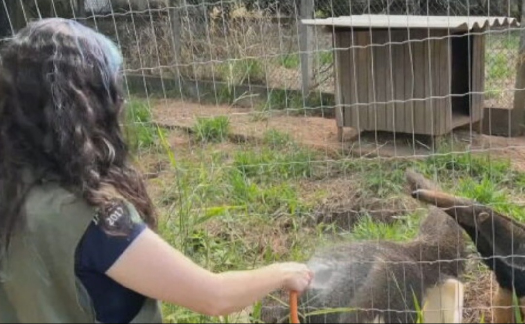 No Cempas, eles recebem alimentação, tratamento veterinário e se refrescam nos dias de calor mais forte