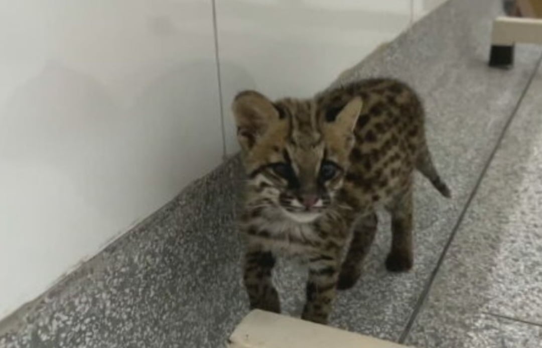 Os veterinários dizem que os animais recebem tratamento clínico e, se necessário, também cirúrgico. Eles também fazem exames complementares, como raio-X e ultrassom, para verificação do estado de saúde dos bichos.