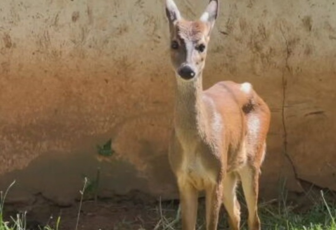Gatos do mato, veados e até cobras também estão entre as espécies que já foram resgatadas.