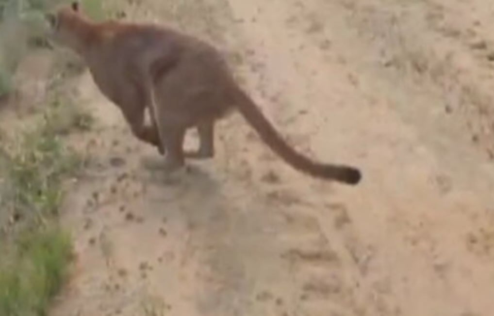 o que aconteceu com esta onça parda, resgatada na Rodovia João Melão. Depois de se recuperar, ela recebeu um chip de rastreamento e foi solta numa reserva natural em Avaré.