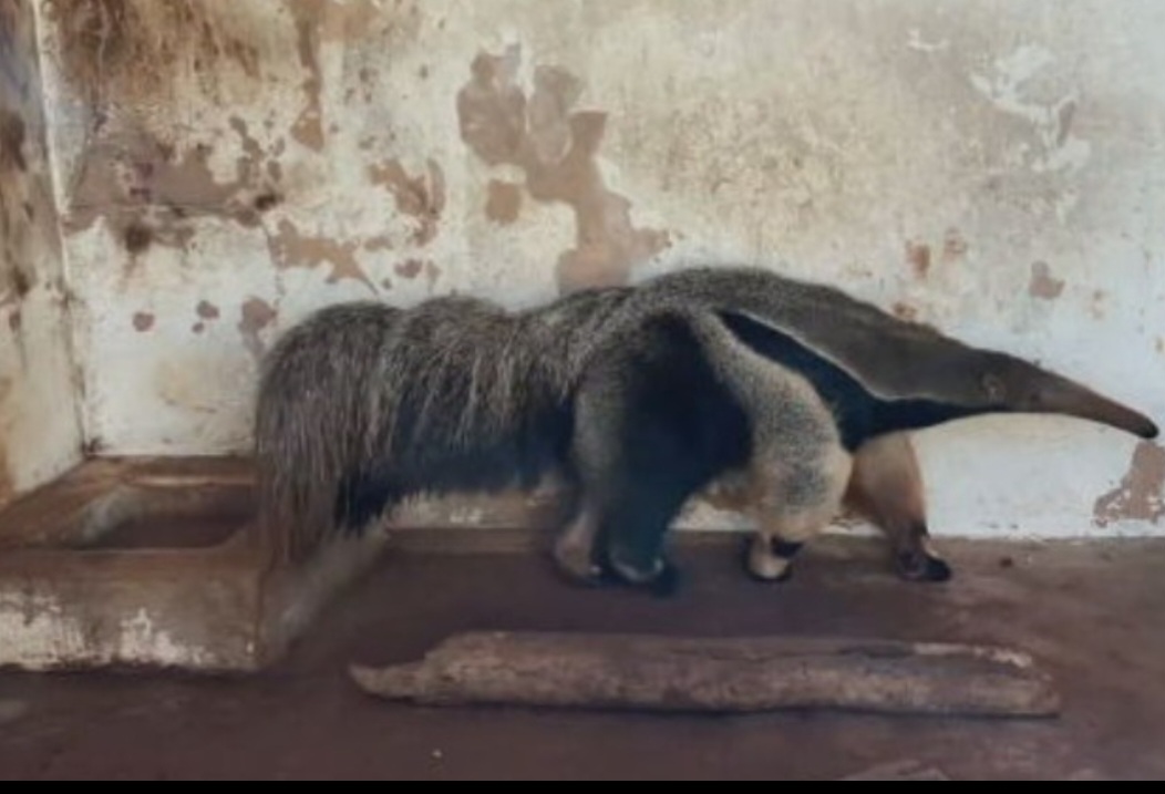 Este  tamanduá-bandeira chegou ao viveiro ainda filhote depois que a mãe morreu atropelada.