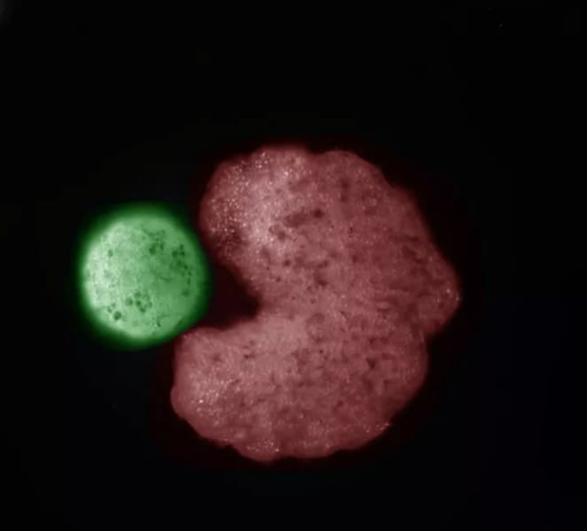 Curiosamente, o xenobot tem um formato que lembra o Pac-Man, famoso game que fez sucesso nos anos 80 