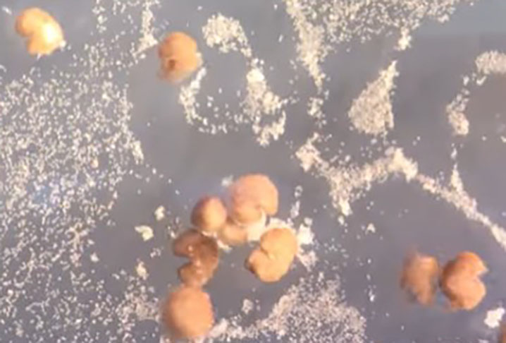 A reprodução acontece de forma espontânea quando células soltas vão se agregando umas às outras e acabam virando um novo robô. 