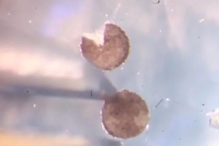 Os robôs chamados de xenobots foram programados com o uso de células-tronco de rãs e são os primeiros na história com esse tipo de  tecnologia para se autorreplicarem.