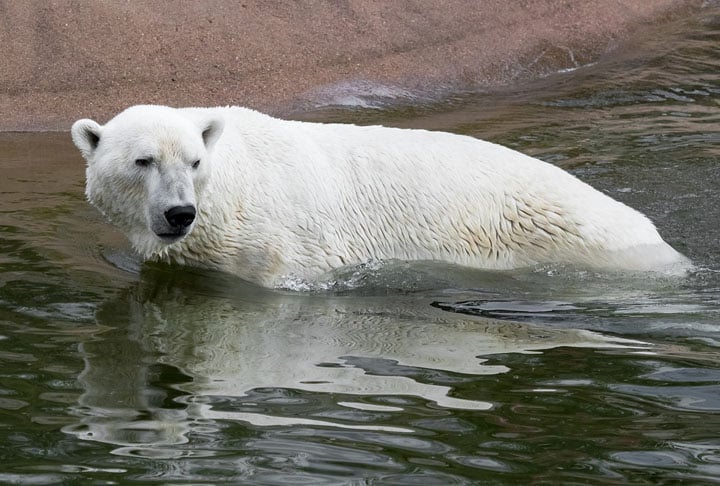 A título de comparação, um urso polar pode medir até três metros.