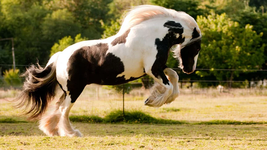 Gypsy Vanner - Chamado de Cavalo Cigano no Brasil. 
