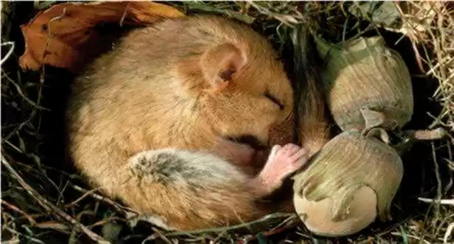Esquilos: Esses animais têm uma longa hibernação, que ultrapassa a duração do inverno. Por sete meses, eles descem sua temperatura corporal abaixo do ponto de congelamento, mas, ainda assim, não sofrem danos cerebrais. 