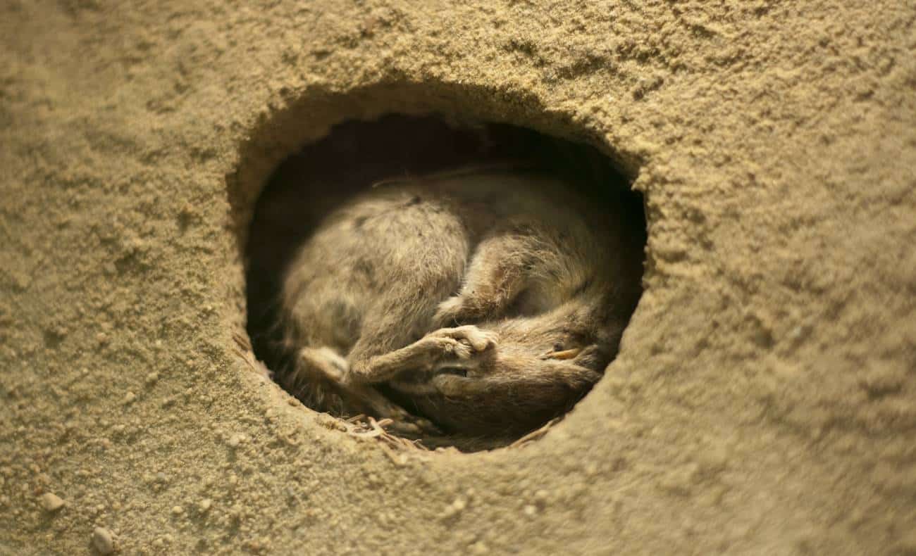 É a hibernação: os animais ficam com uma hipotermia (baixa temperatura) controlada e o corpo mantém um estado de letargia, reduzindo o ritmo cardíaco, a respiração e o gasto de energia. 