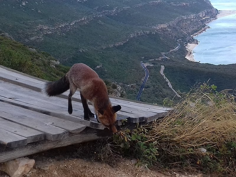 Outra artimanha do zoológico, revelada pela imprensa local em 2013, era fantasiar raposas de leopardos.