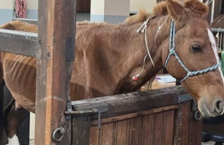 Segundo veterinários, o cavalo Caramelo tem pequeno porte e provavelmente era usado para puxar carroças. Como os cavalos conseguem ficar em pé bastante tempo, ele aguentou firme até o socorro chegar (mais de 24 horas em cima do telhado de uma casa)