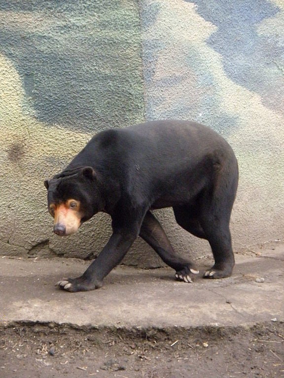 A conta oficial do governo local explicou tratar-se de um urso-malaio, o menor tipo de urso de todos os tempos.