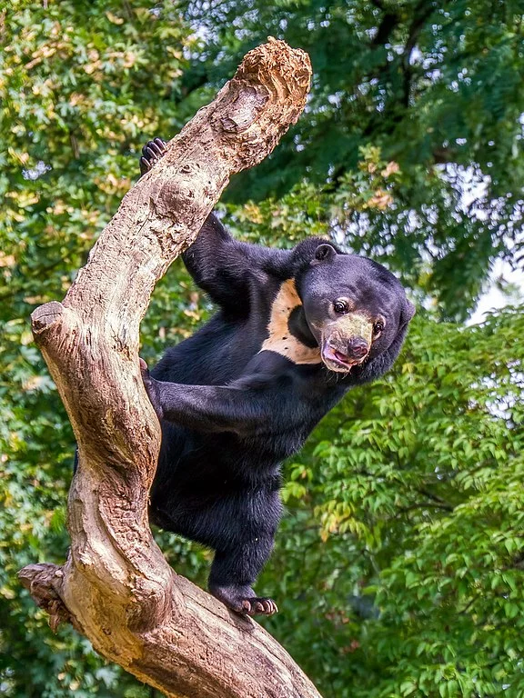 Conhecido também como urso-do-sol ou urso-dos-coqueiros, essa espécie é nativa do sudeste asiático e mede apenas entre 1,20 e 1,50 metro na vida adulta. 