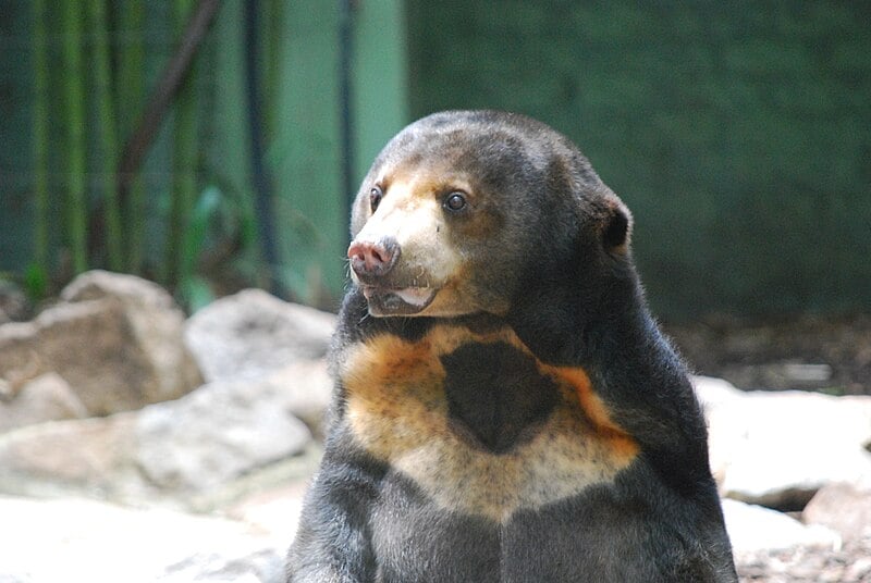 A denominação deve-se à mancha em formato de ferradura que carrega no peito.