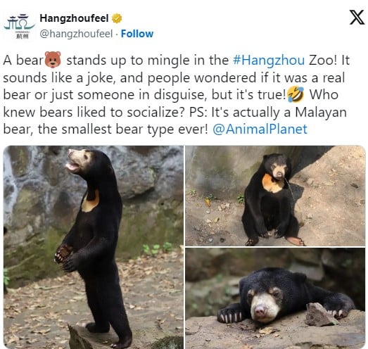 Um urso se levanta para se misturar aos visitantes no zoológico de Hangzhou! Parece brincadeira, e as pessoas se perguntam se é um urso de verdade ou apenas alguém disfarçado, mas é verdade! Quem diria que ursos gostam de socializar?, diz a mensagem.