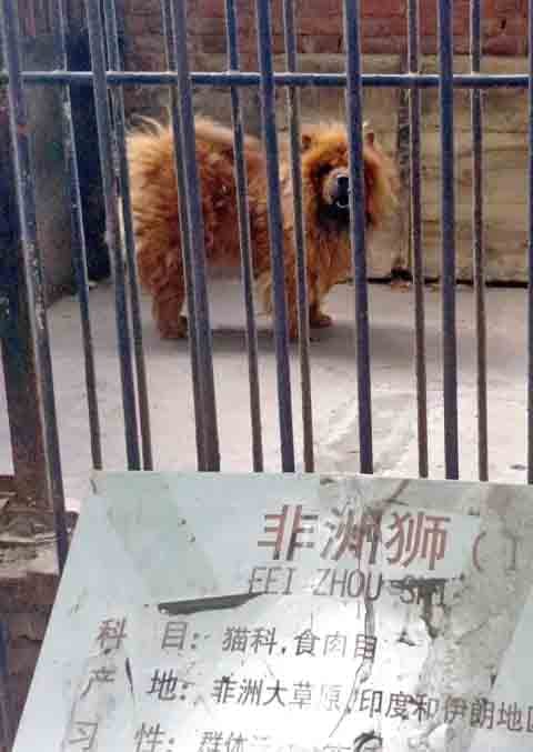 Visitantes denunciaram a fraude, especialmente ao ouvirem os supostos leões latirem (!!!).