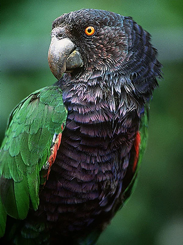 O papagaio imperial é uma ave endêmica da Dominica, que tornou-se ave nacional, um símbolo do país.