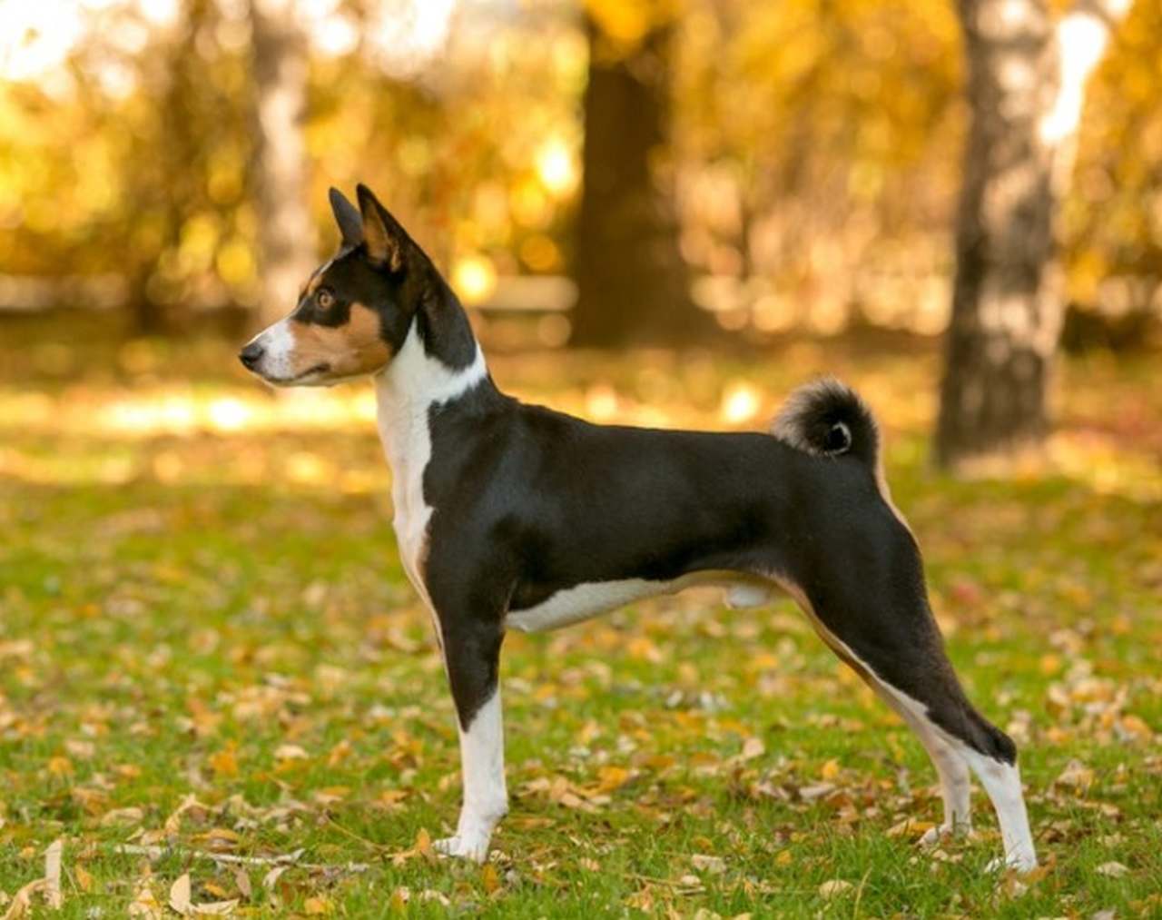 Basenji- Vive em média de 12 a 16 anos. Originária da África, é considerada uma das raças mais antigas, inclusive com registro em tumbas egípcias. Não late, mas emite um som chamado barroo.