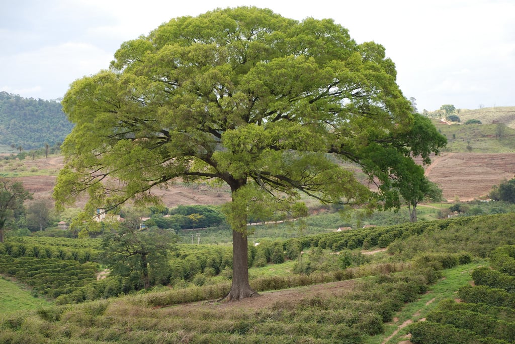 Jequitibá-Branco - Árvore da Amazônia, do Cerrado e da Mata Atlântica. Também chamada de Estopa, Cachimbeiro, Pau-de-Cachimbo e Mussambê. 