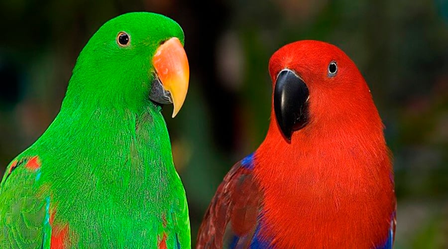 Eles aprendem as palavras faladas ao redor e, em alguns casos, decoram músicas inteiras. E enganam os próprios donos com vozes cheias de melodia. 