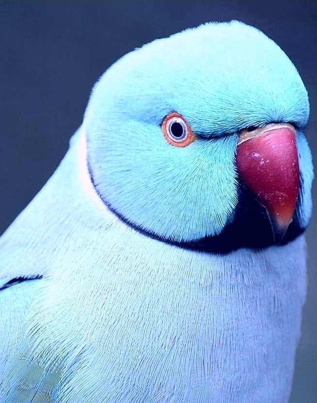 Ele consegue articular cerca de 250 palavras e tem uma  voz bastante estridente que o diferencia das outras aves.  Sua capacidade de imitação é notável. 