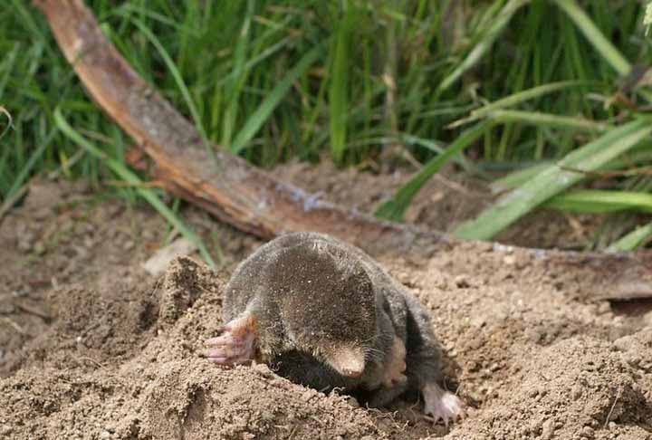 Felizmente, tínhamos uma equipe fantástica cheia de entusiasmo e ideias inovadoras. Isso é exatamente do que você precisa quando tem de fazer um levantamento de até 18 km de habitat de dunas em um só dia., completou.