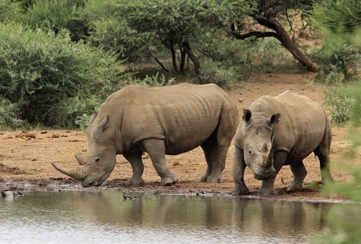 O parque ocupa uma área de quase dois milhões de hectares, um belo habitat onde aproximadamente 147 espécies de mamíferos, mais de 500 espécies de pássaros, 114 de répteis, 34 de anfíbios, 49 de peixes e 227 de borboletas vivem livres e cercados por uma belíssima fauna. 