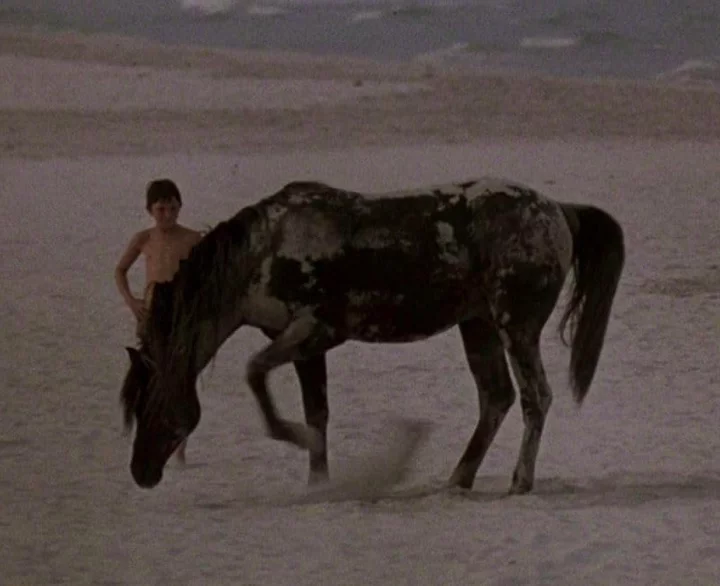 Após um naufrágio, Alec e o cavalo ficam presos em uma ilha deserta, onde desenvolvem um vínculo especial. 