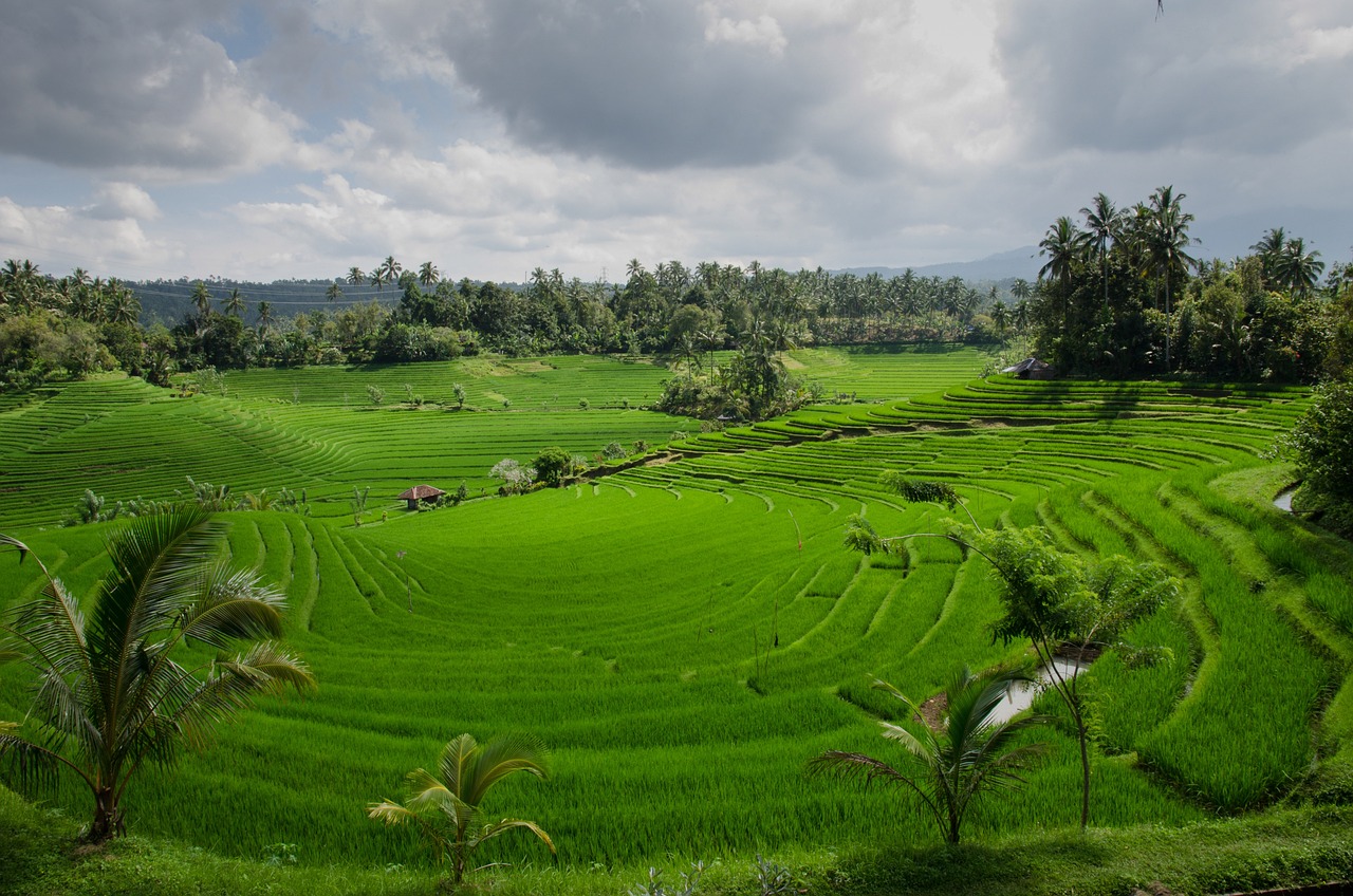 Nesses países a agricultura do arroz também é vital. E os arrozais têm belas paisagens. Na foto, uma plantação de arroz em Bali, na Indonésia. 