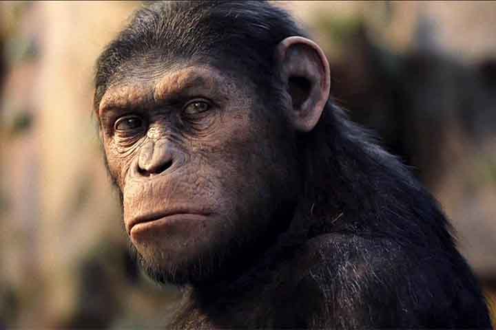 “Planeta dos Macacos - O Reinado” é o quarto do reboot (ou versão) da franquia original. “Planeta dos Macacos - A Origem”, dirigido por Rupert Wyatt, iniciou a sequência, em 2011. 