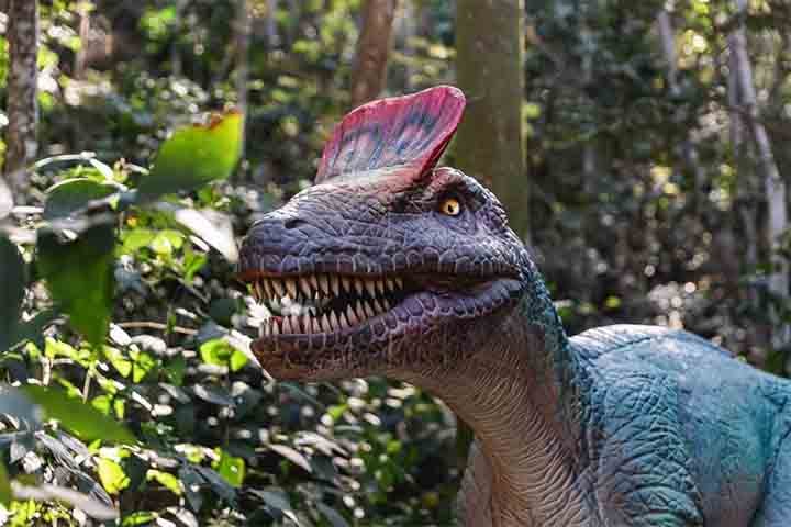 O visitante também poderá observar mais de 40 modelos de dinossauros em escala real e cientificamente comprovado, divididos pelos três mais importantes períodos da história da terra: triássico, jurássico e cretáceo. 
