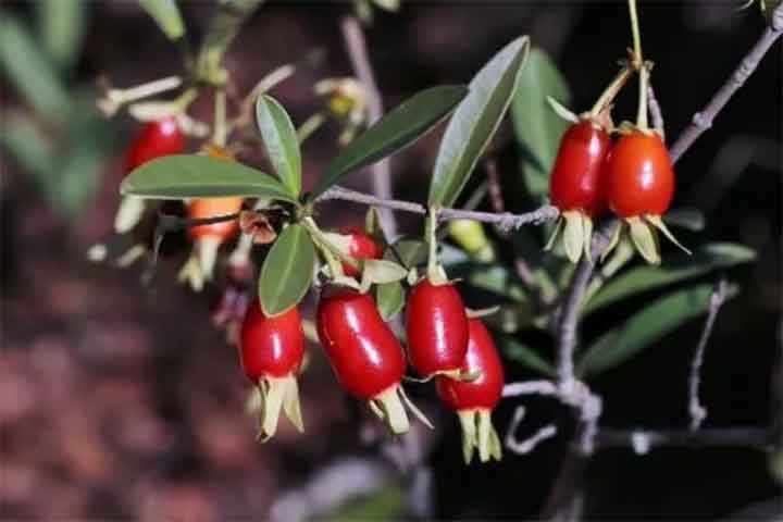 Cereja do Mato: Essa é uma das espécies de araçá. Pode ser chamada de cerejeira-do-mato, araçazinho, cereja-do-mato, cerejeira-da-terra, cereja-do-rio-grande, guaibajaí, ibá-rapiroca, ibajaí, ibarapiroca, ivaí ou ubajaí. 