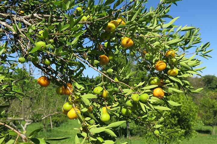 Com um aroma bem agradável, a uvaia é também muito consumida por aves. Suas plantas servem para ajudar no reflorestamento de áreas degradadas.