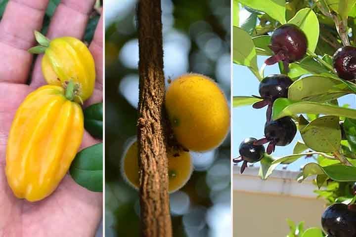 A Mata Atlântica, uma das florestas tropicais mais ricas em biodiversidade do mundo, é lar de muitas frutas nativas. 