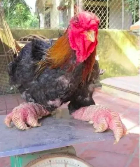 As galinhas Dong Tao, também conhecidas como galinhas Dragão, são uma raça rara e peculiar originária da aldeia de Đông Tảo, no Vietnã.