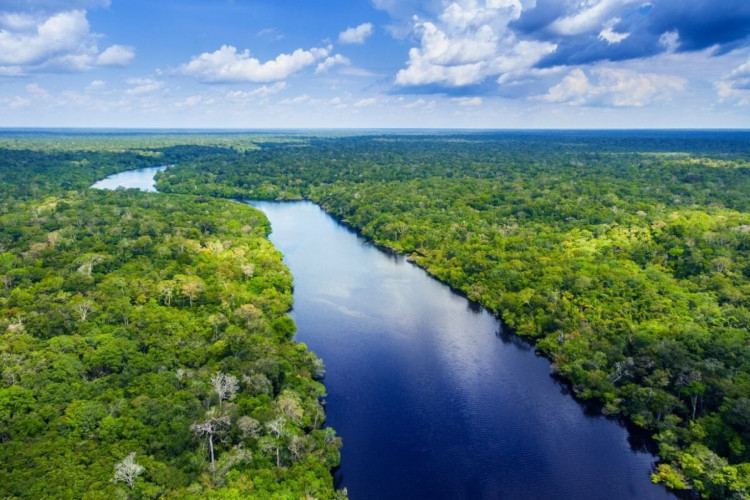 Conservação da Amazônia pode ajudar a  preservar o clima global (Imagem: worldclassphoto | Shutterstock) 